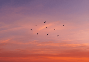 Leia mais sobre o artigo <strong>O Que Significa Quando Os Pássaros Voam Em Círculo?</strong>