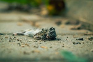 Leia mais sobre o artigo <strong>O que significa ver um rato morto?</strong>