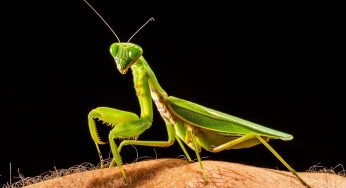 <strong>Louva-a-Deus verde significado espiritual</strong>