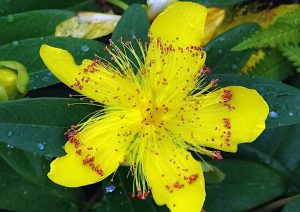 Leia mais sobre o artigo Significados espirituais da erva de São João e propriedades mágicas